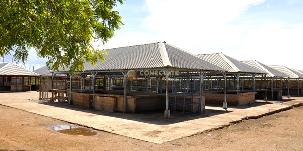 Pedernales