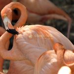 Flamenco del Caribe