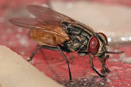 Mosca Doméstica