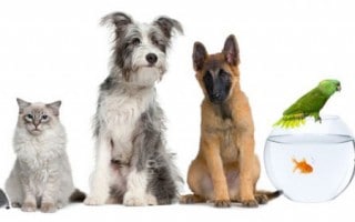 Como Escoger la Mascota Ideal