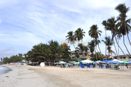Guayacanes