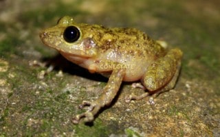 Ranita Amarilla de Dedos de Espuela Eleutherodactylus flavescens