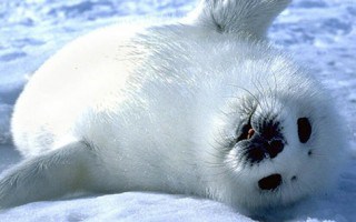 Día Mundial contra la Matanza de Focas