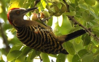 Hispaniolan Woodpecker