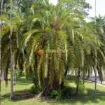 Palma Coccothrinax Ekmanii