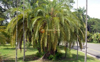 Palma Coccothrinax Ekmanii