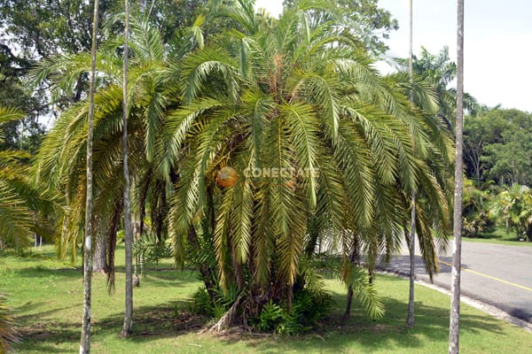 Palma Coccothrinax Ekmanii