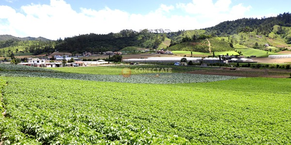 Constanza