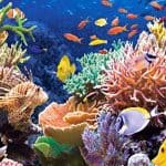 Cómo Proteger los Arrecifes de Coral
