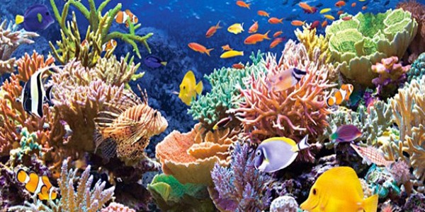Cómo Proteger los Arrecifes de Coral