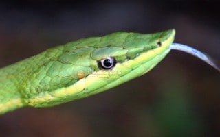 Culebra Verde Uromacer Oxyrhynchus