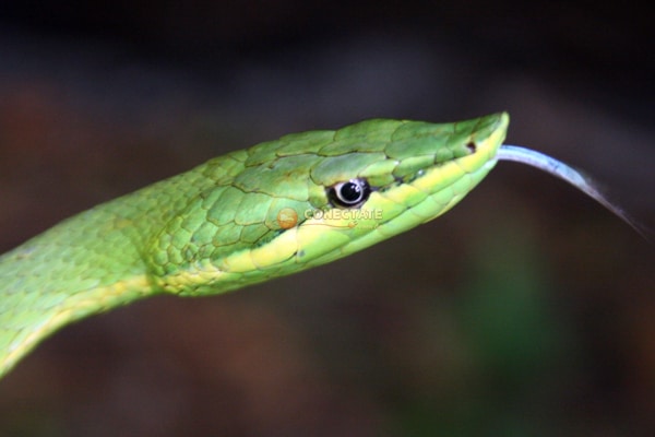 Culebra Verde Uromacer Oxyrhynchus