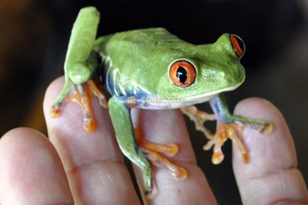 Rana-Costa-Rica