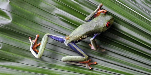 Rana Costa Rica