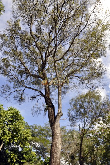 Caoba, árbol nacional