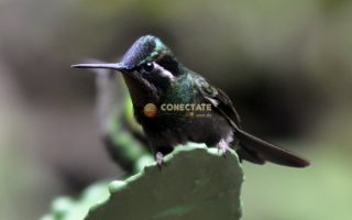 Colibrí