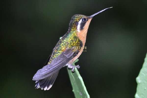 Colibri-Costa-Rica