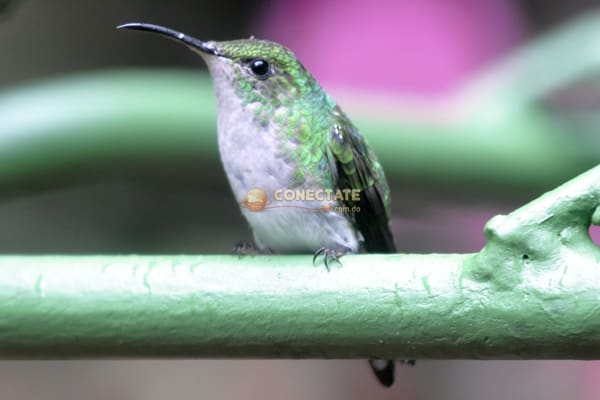 Colibri-Costa-Rica