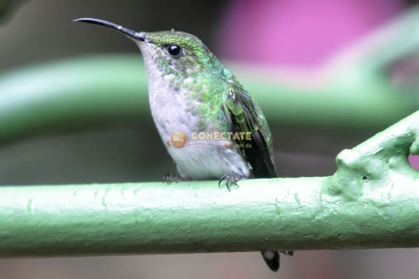 Colibri-Costa-Rica