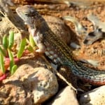 Hispaniolan Curlytail Lizard