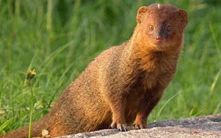 Especies Invasoras