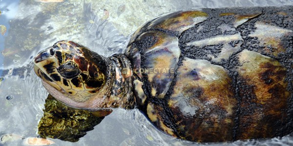 Tortuga Carey (Eretmochelys imbricata)
