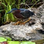 Cra-Crá Butorides Virescens