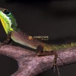Lagarto de Nariz Alargada de Bahoruco