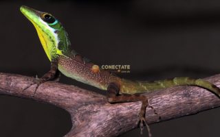 Lagarto de Nariz Alargada de Bahoruco