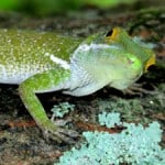 Anolis coelestinus