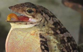 Salta Cocote Anolis Barahonae