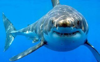 Mitos y Realidades sobre los Tiburones