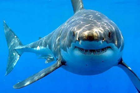 Mitos y Realidades sobre los Tiburones