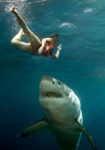 Como Evitar un Ataque de Tiburón