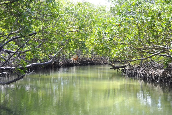 Manglares en Montecristi, en la zona del Parque Nacional Manglares Estero Balsa