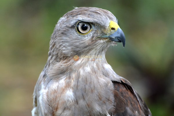 Gavilán Dominicano Buteo ridgwayi