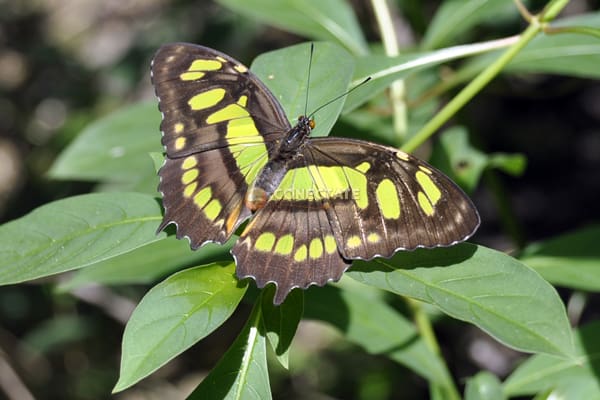 MARIPOSA