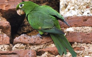 Perico Psittacara Chloropterus