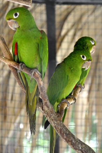 Perico de la Hispaniola