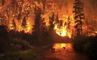 Que Hacer en Caso de un Incendio Forestal