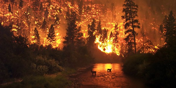 Que Hacer en Caso de un Incendio Forestal