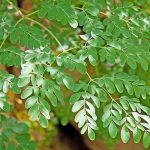 Moringa Oleifera