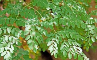 Moringa Oleifera