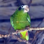 Cotorra Amazona Ventralis