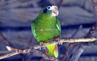 Cotorra Amazona Ventralis