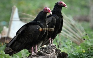 Aura Tiñosa Cathartes Aura