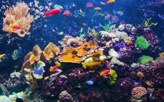 Cómo Cuidar un Acuario