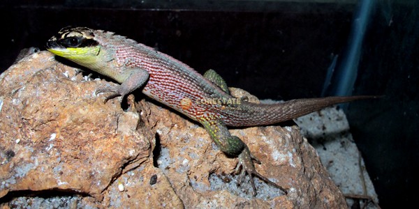 Lagarto-Leiocephalus-Personatus