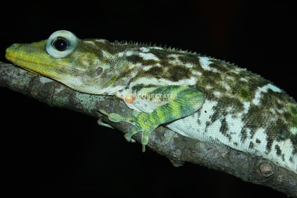 Salta Cocote / Dominican giant anole / Anolis baleatus bal…