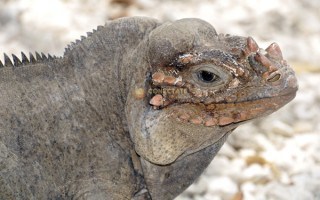 Iguana Rinoceronte Cyclura cornuta